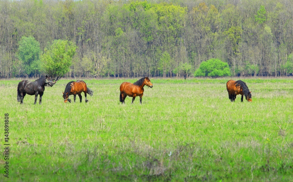 Horses in nature