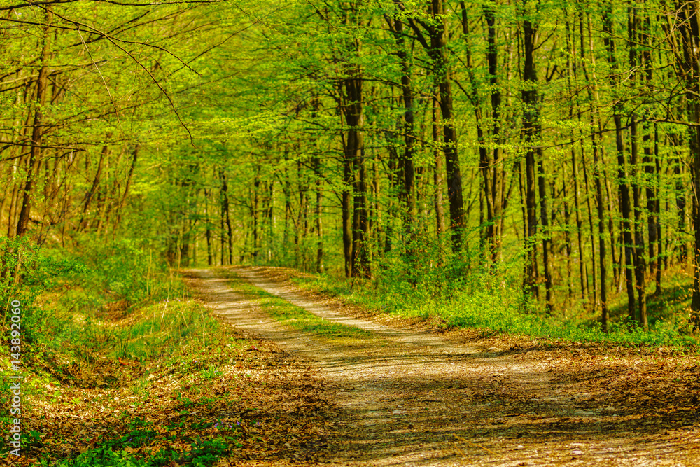 Obraz premium Idyllic way in green forest with soft sunlight shining through fresh green leaves at spring time.