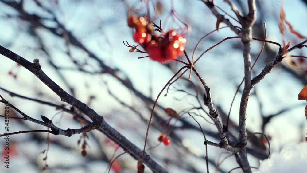 Rowan branch red berries winter beautiful nature snow on a blue background with lense flare effects