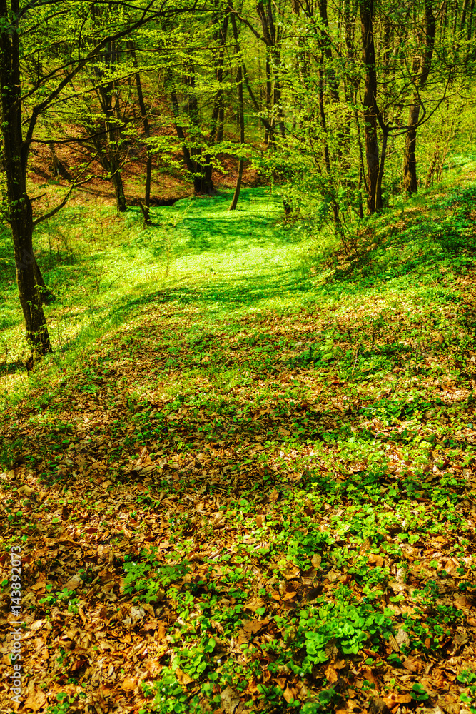 beautiful landscape with green trees in spring forest beautiful landscape with green trees in spring forest