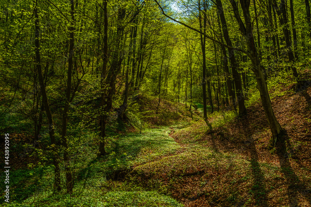 Fototapeta premium beautiful landscape with green trees in spring forest
