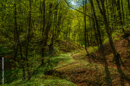 beautiful landscape with green trees in spring forest