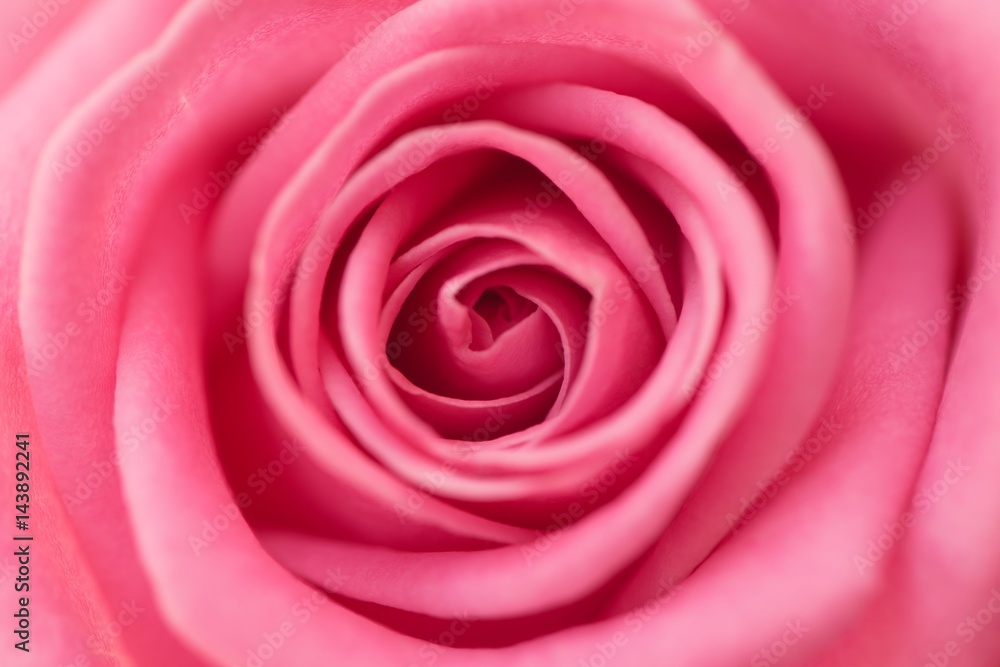 Detailed closeup of a blossoming pink rose Detailed closeup of a blossoming pink rose