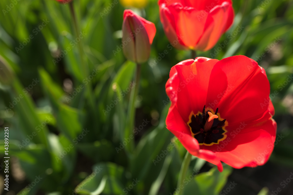 Spring motif with red tulips