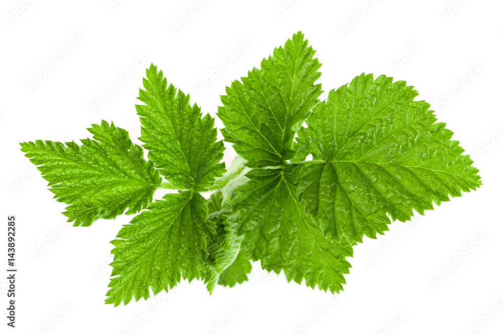 Fresh raspberry leaf isolated on white background Fresh raspberry leaf isolated on white background