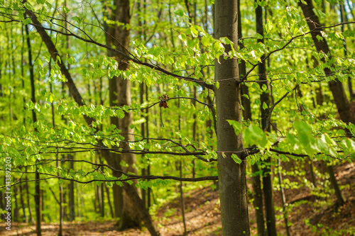 beautiful landscape with green trees in spring forest