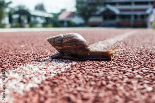 Canvastavla gastropod, snail, winkle on the road, slow walking to finish