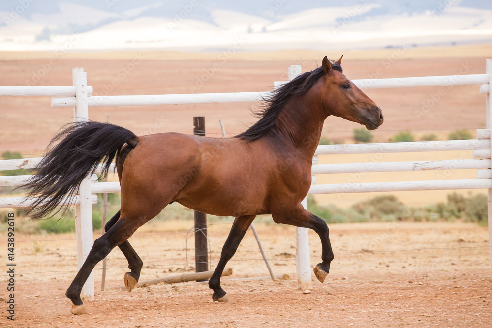 Close up of a thorough bred horse in a pen Close up of a thorough bred horse in a pen