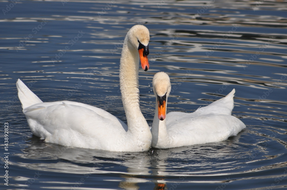Naklejka premium Schwanenpaar