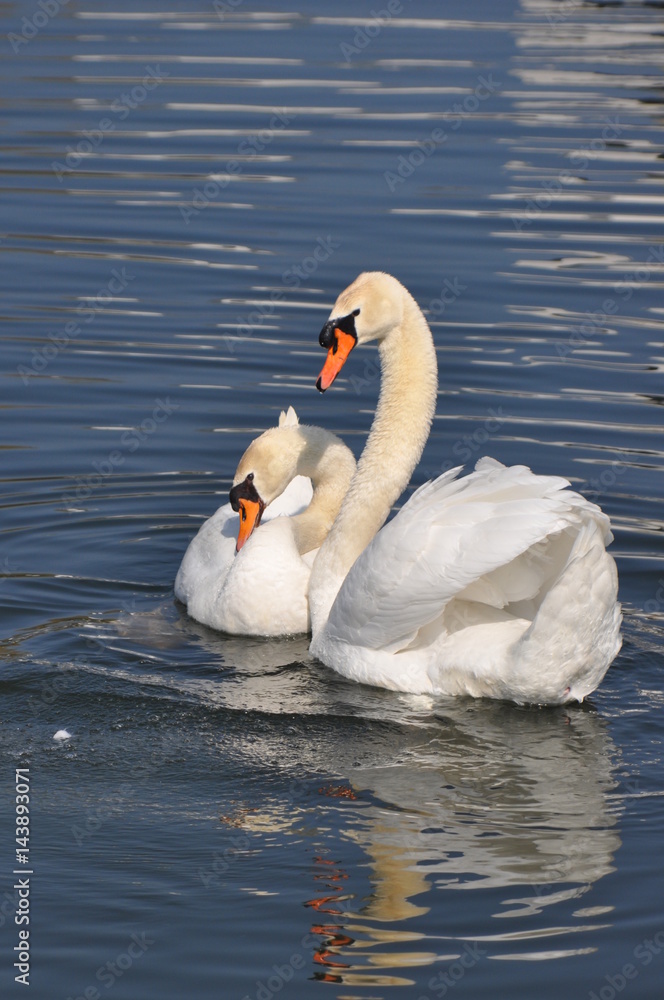 Obraz premium Schwanenpaar