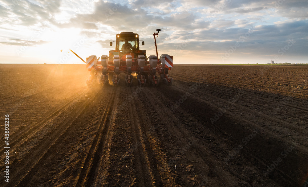 Fototapeta premium Farmer with tractor seeding - sowing crops at agricultural field in spring