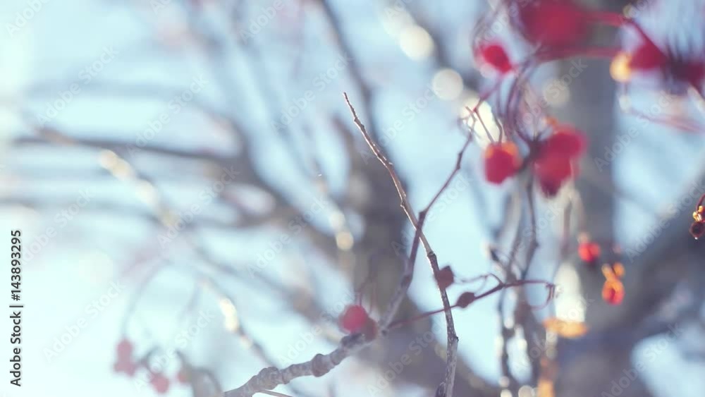 Rowan branch red berries winter beautiful nature snow on a blue background with lense flare effects