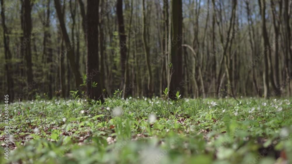 Track view of sunny day spring tree forest with white flowers, nature concept Track view of sunny day spring tree forest with white flowers, nature concept