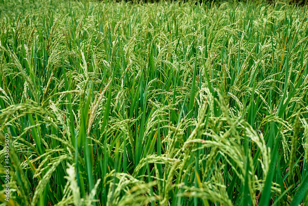 Close up of green rice grains and leaves growing on field. Close up of green rice grains and leaves growing on field.