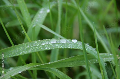Waterdrops on a blade of grass