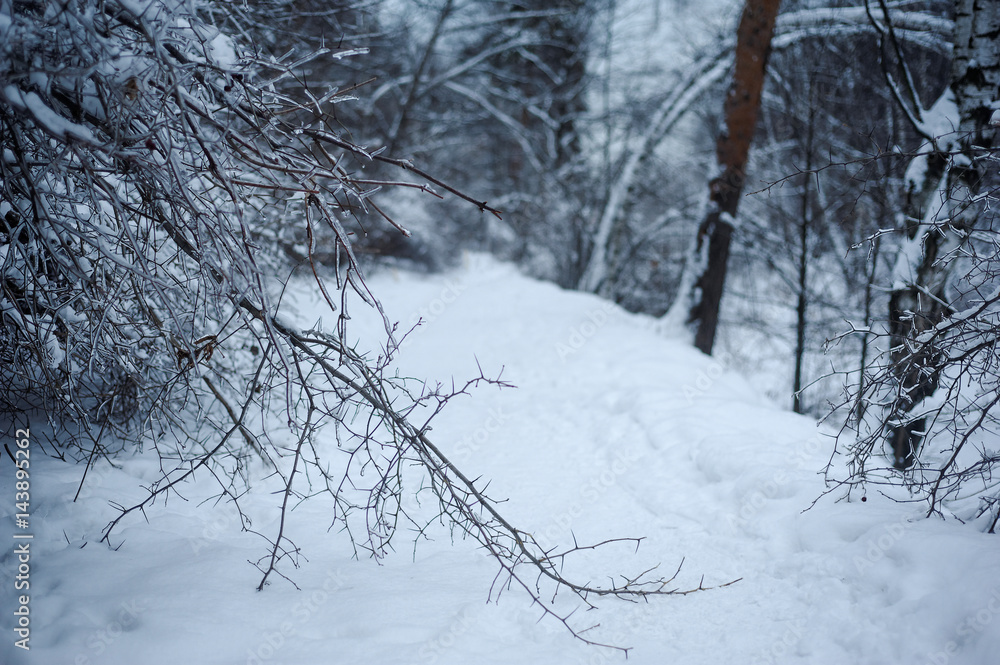 Fototapeta premium Snowy alley