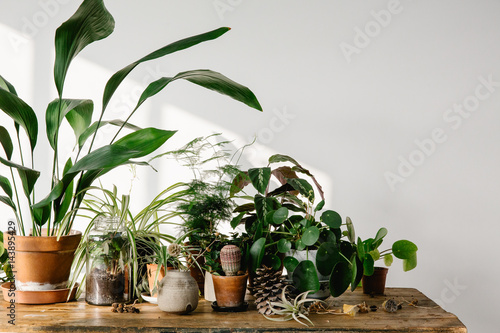 Plants grouped on table