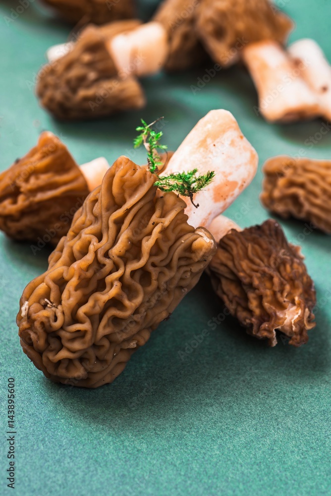 Fototapeta premium Morel mushroom -Verpa Bohemica,closeup.