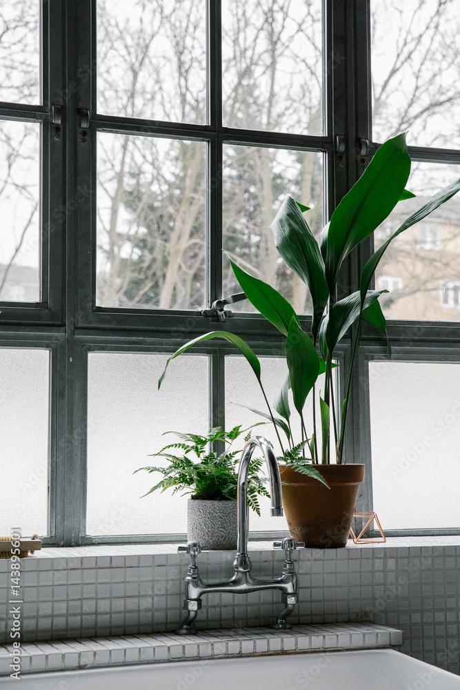 Plants on bathroom window sill Stock Photo Adobe Stock