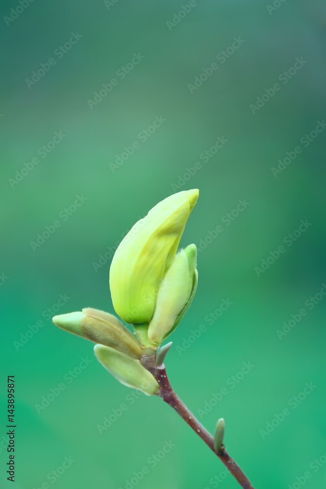 Closed magnolia bud on a green background. A gentle photo of the first spring flowers. Natural background.
Closed magnolia bud on a green background. A gentle photo of the first spring flowers. Natural background.