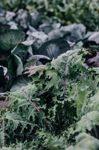 Cabbage and kale in a field