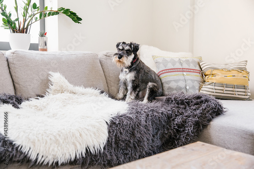 Dog sitting on couch