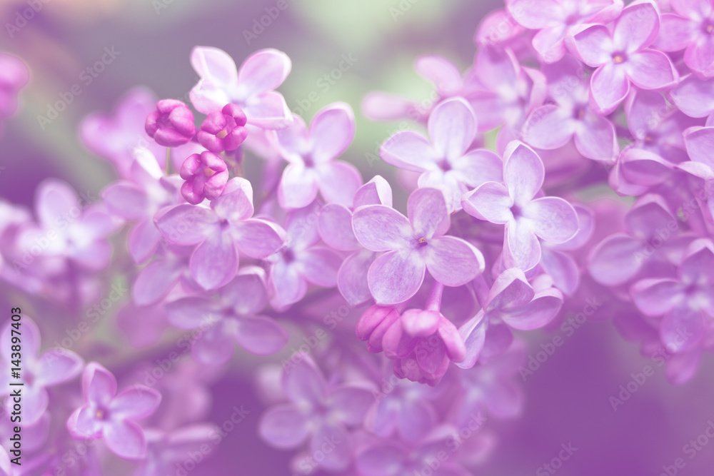 Fototapeta premium Close-up image of spring lilac violet flowers, abstract soft floral background