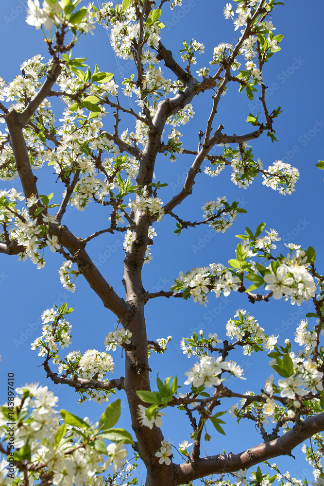 Fototapeta premium Blooming cherry flowers in trees