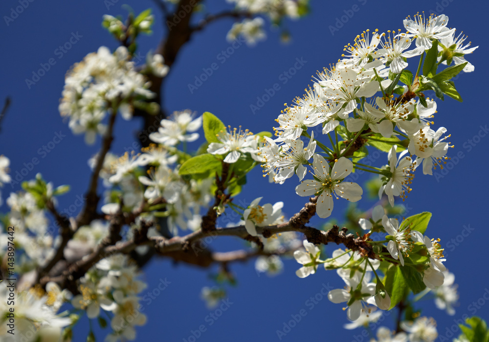 Obraz premium Blooming cherry flowers in trees