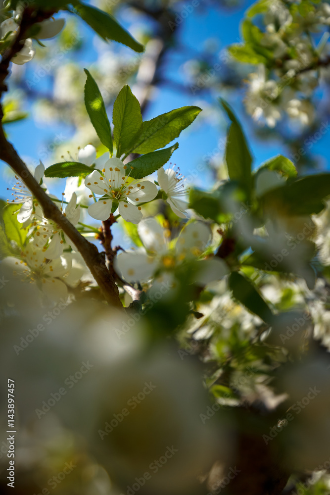 Blooming cherry flowers in trees