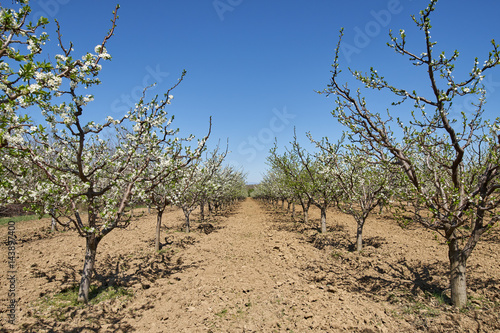 Orchard of cherry trees