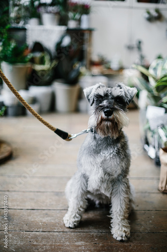 Dog on a leash in plant shop