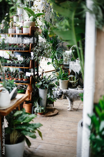 Dog in plant store