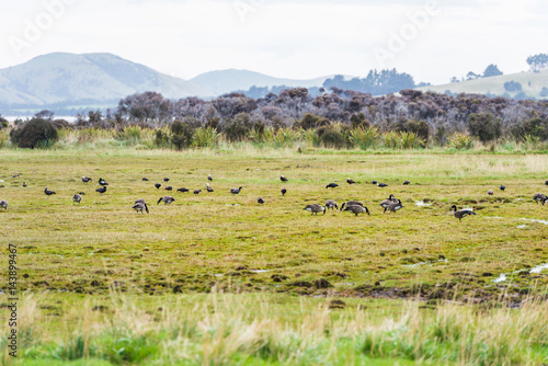 view of Green hills and valleys of the South Island  New Zealand