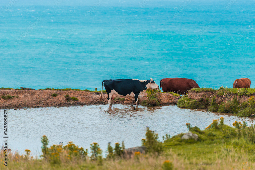 The cow is grazing in the mountains and the background is the ocean The cow is grazing in the mountains and the background is the ocean
