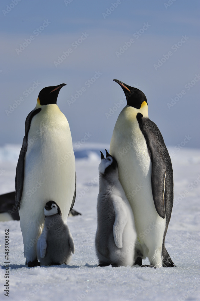 Fototapeta premium Emperor Penguin with chick