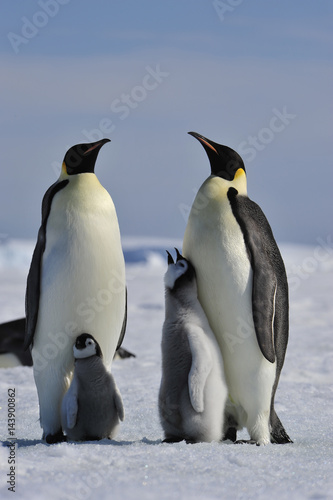 Emperor Penguin with chick