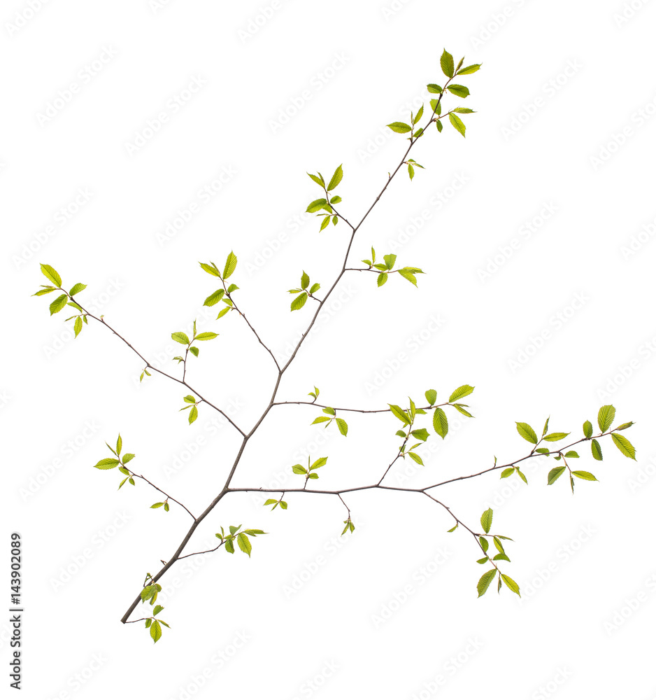 Spring branch with leaves on white background Spring branch with leaves on white background