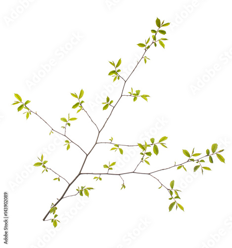 Spring branch with leaves on white background