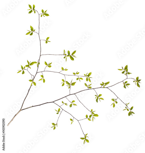 Spring branch with leaves on white background