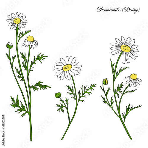 Chamomile wild field flower isolated on white background botanical hand drawn daisy sketch vector doodle illustration for design package tea, organic cosmetic, natural medicine, greeting card, wedding