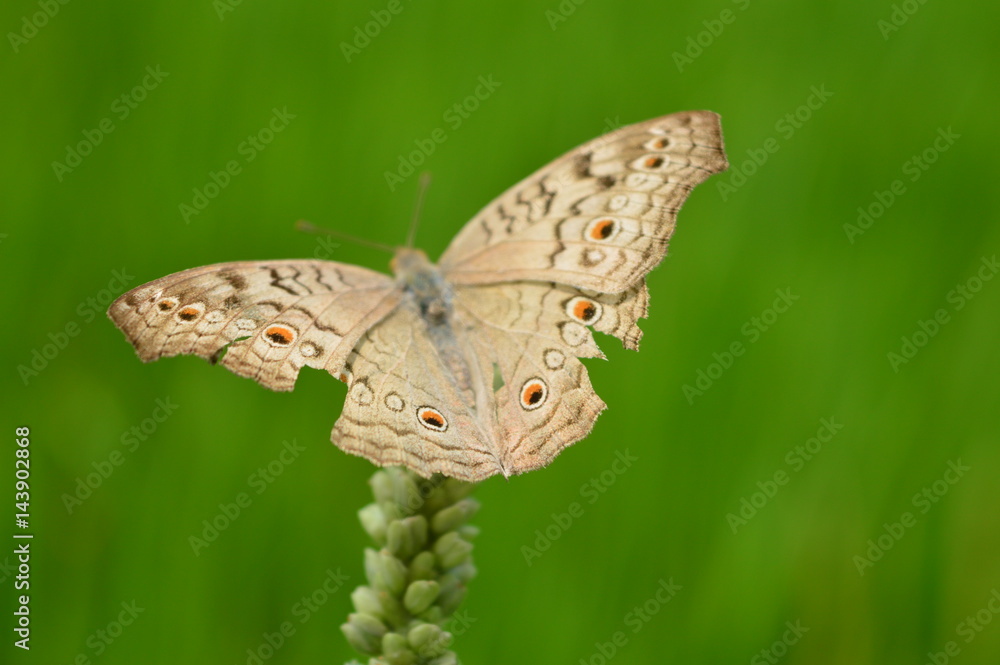 Obraz premium butterfly