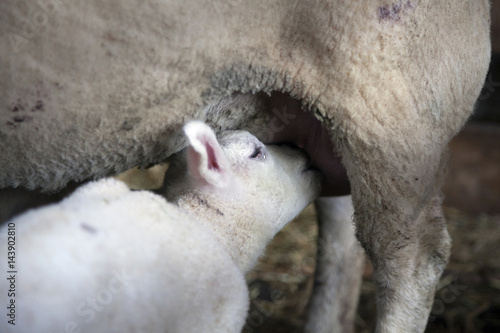 Wallpaper Mural closeup of young lamb drinking milk from udder of ewe Torontodigital.ca
