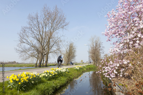 cyclist passes flowers in the green heart of Holland photo