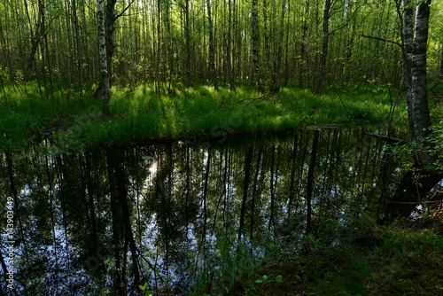 Freshness of spring morning on a forest river in fresh green foliage