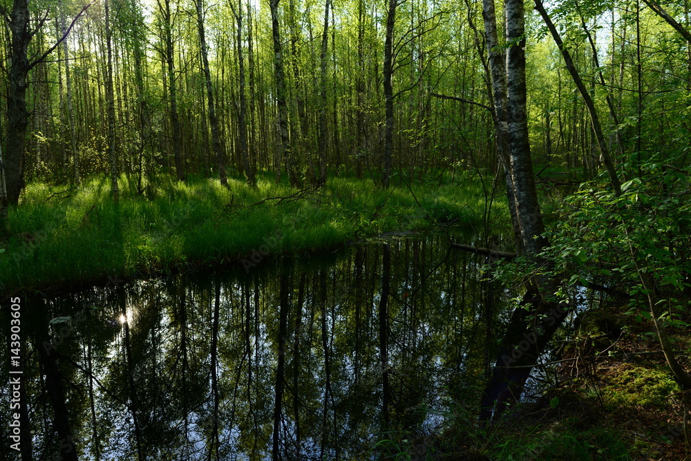 Sunny early morning on a forest river in the fresh green of trees