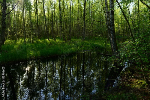 Obraz na płótnie Sunny early morning on a forest river in the fresh green of trees w salonie