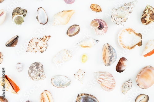 Natural pattern shells isolated on white background. Flat lay. Top view. Ocean background