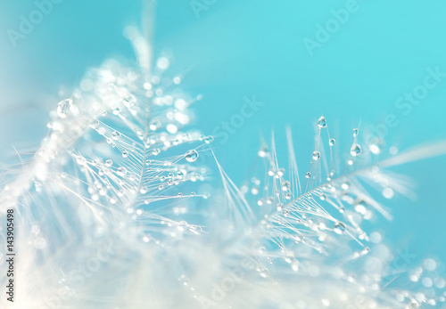 A drop of water dew on a fluffy feather close-up macro on blue  background. Abstract romantic delicate magical artistic image.