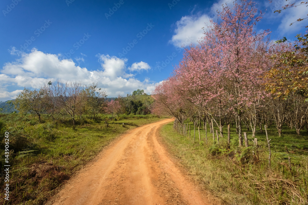 Car tyre tracks, Wild Himalayan Cherry Blossom Flower with blue sky at Phu Lom Lo, Loei, Thailand,Phuhinrongkla National Park